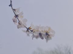 -桃花堤公园