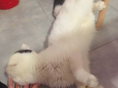 -三花喵·撸猫购宠·宠物生活馆(虹桥南丰城店)
