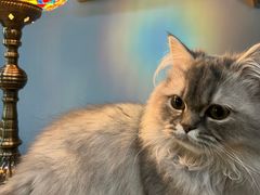 -猫咪咖啡·猫咖(万达广场店)