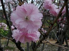 -天适樱花悠乐园