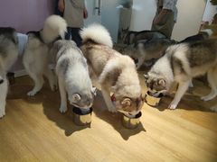 -Husky Go! 哈士奇体验馆·宠物咖啡厅狗咖