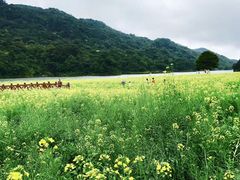 -广州市流溪河国家森林公园
