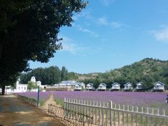 -紫海香堤香草艺术庄园