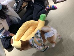 -逗柴咖啡屋·狗咖猫咖宠物桌游