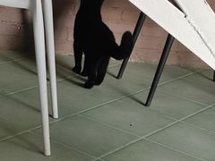 -喵屿·大理花园猫咖