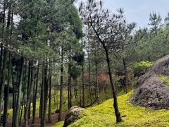 -玉苍山国家森林公园