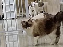 -安安宠医安欣宠物医院