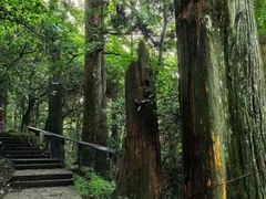 -天目山大树王景区