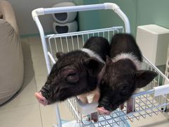 -怪兽屋·羊驼·猫咖·狗咖(俊华广场店)