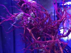 -海合安青岛极地海洋公园