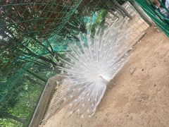 -五龙山野生动物王国