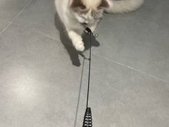 -琪喵猫屋·撸猫猫咖·猫舍