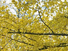 -四川大学(华西校区)