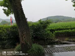 -龙井村
