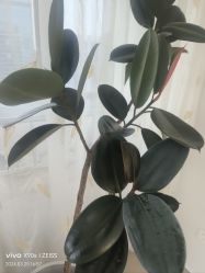 -HEYAN荷妍专业脱毛连锁机构