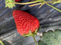 -小鱼草莓采摘园农家乐·小鱼餐厅