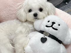 -申普宠物医院·心脏介入·心血管微创(总院)