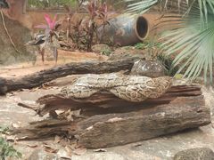 -海南热带野生动植物园