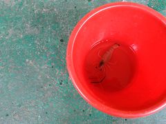 -小象钓虾·营地烧烤(洛溪店)