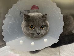 -美联众合动物医院·24h京西诊疗中心