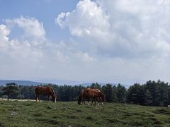 -芦芽山旅游度假区