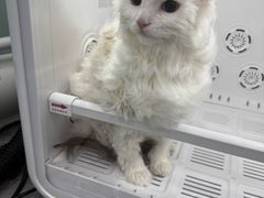 -爱洗澡的猫(望京店)