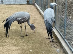 -盐城丹顶鹤湿地生态旅游区