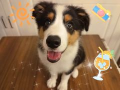 -翊宠yipet猫狗购宠庄园犬舍•猫舍