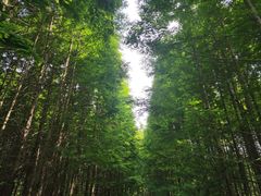 -桤木河湿地公园