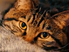 -有才叔北京时间涮肉(紫薇尚层店)