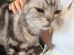 -猫猫幼稚园·撸猫·桌游·电玩