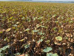 -重元寺香积厨素斋馆