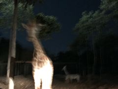 -清迈夜间动物园