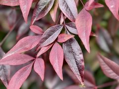 -上海吴淞炮台湾国家湿地公园