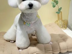 -萌兽医馆·犬猫专科·眼科中心·宠物医院(朝阳门分院)