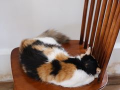 -有猫主题·治愈系猫咖(曾厝垵店)