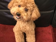 -严国平动物医院(德政总院)