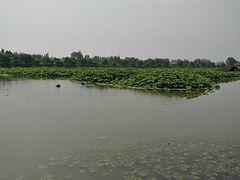 -白洋淀景区