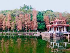 -深圳仙湖植物园