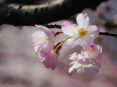 -顾村公园