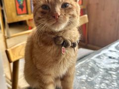 -四姑娘山阿巴郎·藏式花园餐厅