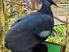 -新加坡飞禽公园