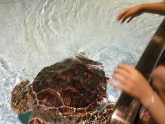 -芜湖新华联大白鲸海洋公园