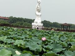-荷塘月色湿地公园·向阳花洲