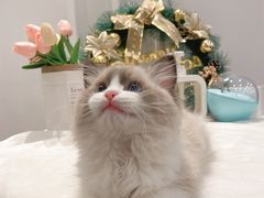 -袖虎·猫馆(体育西路店)