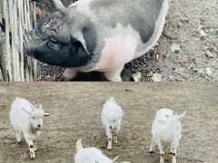 -长兴太湖图影湿地文化园