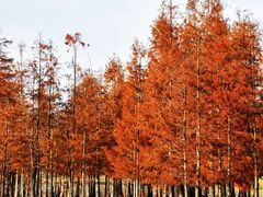 -白鹭湾湿地公园