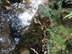 -冠豸山景区