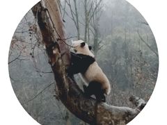 -都江堰中华大熊猫苑