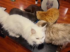 -猫小院猫主题咖啡厅(北锣店)